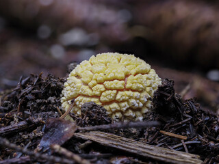 Fliegenpilz (Amanita muscaria)
