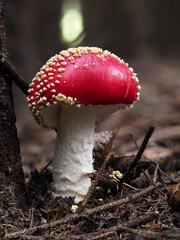 Fliegenpilz (Amanita muscaria)