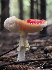 Fliegenpilz (Amanita muscaria)
