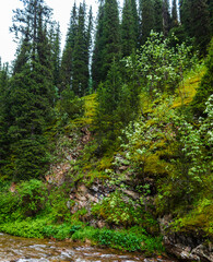 Fototapeta premium footpath in the forest
