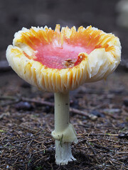Fliegenpilz (Amanita muscaria)