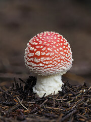 Fliegenpilz (Amanita muscaria)