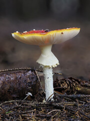 Fliegenpilz (Amanita muscaria)