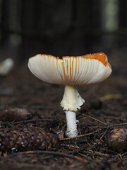 Fliegenpilz (Amanita muscaria)