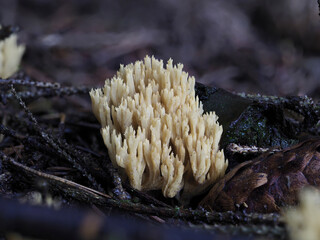 Goldgelbe Koralle (Ramaria aurea) Pilz