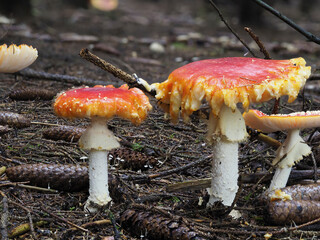 Fliegenpilz (Amanita muscaria)