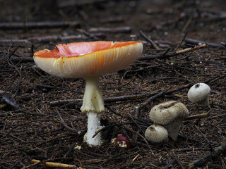 Fliegenpilz (Amanita muscaria)