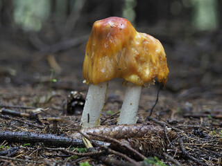 Fliegenpilz (Amanita muscaria)