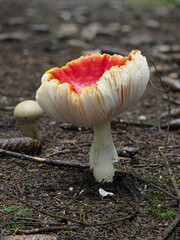 Fliegenpilz (Amanita muscaria)