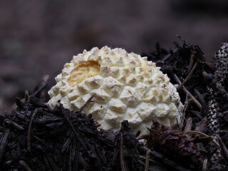 Fliegenpilz (Amanita muscaria)