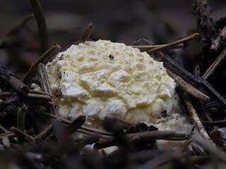 Fliegenpilz (Amanita muscaria)