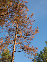 Obraz premium dry pine trees against the sky