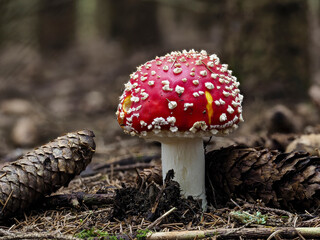 Fliegenpilz (Amanita muscaria)