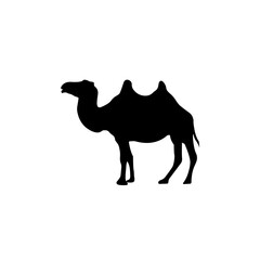 Silhouette detailed black silhouette of camel on white background. African animal
