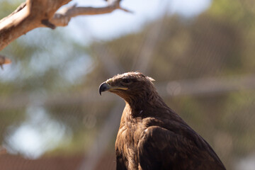 bird of prey