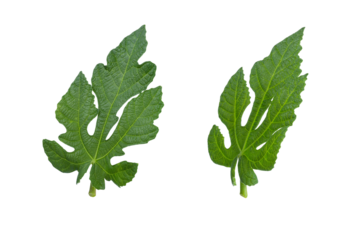 Fresh fig leaves isolated on white background. Ripe natural fig clipping path. Full depth of field. Focus stacking