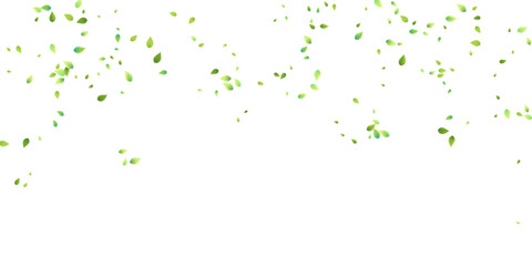 Leaves Green Falling Flying Foliage Leaf Tea Mint