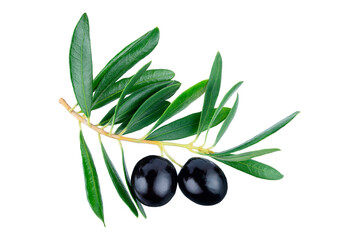 Olive branch with two delicious black olives, isolated on white background. Clipping path. Full depth of field. Focus stacking