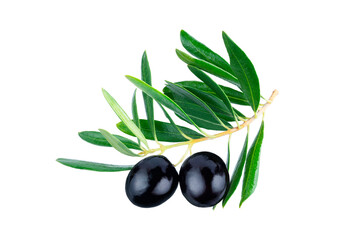 Olive branch with two delicious black olives, isolated on white background. Clipping path. Full depth of field. Focus stacking