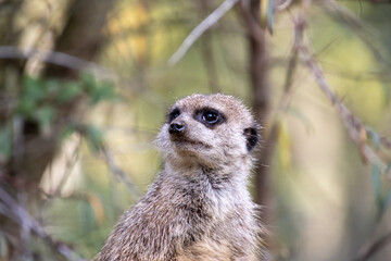 Fototapeta premium Erdmännchen