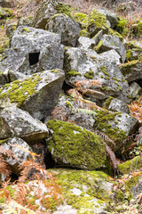 Fototapeta na wymiar moss covered rocks chestnut forest in Rozas de Puerto Real in the province of Madrid, Spain
