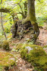 moss covered rocks chestnut forest in Rozas de Puerto Real in the province of Madrid, Spain