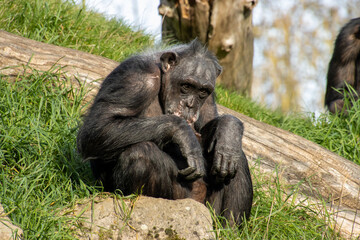 alter Schimpanse