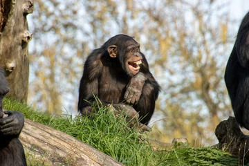 Fotobehang Schimpanse lachend © burner77