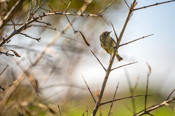 Ruby-crowned Kinglet (Corthylio calendula) perched on a tree branch.