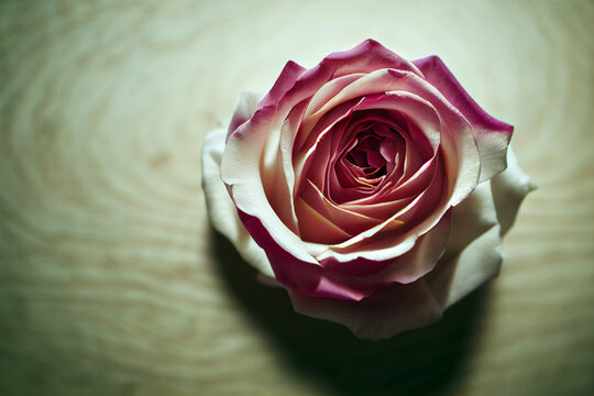 White and pink rose flower on the wooden table. 3D illustration