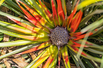 Close-up of Crimson Bromeliad (Fascicularia bicolor) 