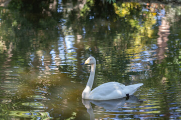 swan on the lake