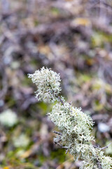 Common blue lichen. blue lichen on a oak branch in the forest.