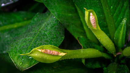 Closeup shot green leaves and buds of Dieffenbachia seguine, Araceae family in home garden