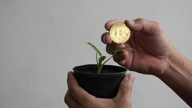 Hand holding Doge coins and pot  small plants. The growth of the Doge coin Concept.