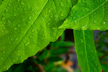 Natural green leaves background with splash of water. Selected focus with copy space