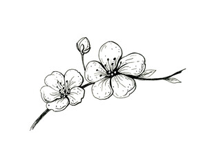Blooming cherry branch. Sakura spring flowers, isolated hand drawn sketch on white background.