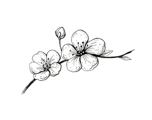 Blooming cherry branch. Sakura spring flowers, isolated hand drawn sketch on white background. © tinkerfrost