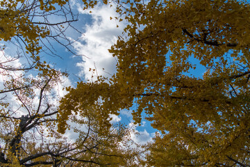 Autumn leaves in full bloom, beautiful gradation of maple, landscape background of blue sky and autumn leaves, maple picking, autumn and winter