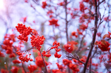 Rowan bushes during the beginning of a snowfall. Lots of berries. Abstract natural background. Selective focus.