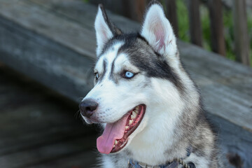 Happy Siberian Husky after a long walk down to the lake. Looking over the dock into the water, wishing he could just into the lake to cool down.