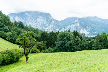 Fototapeta na wymiar Forest landscape at the Traunsee, Austria