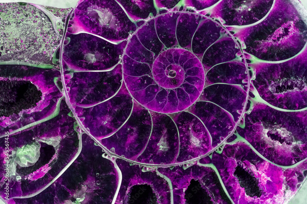 Wall mural abstract purple texture of ammonite with a golden section in a close-up section - Wall murals