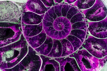 abstract purple texture of ammonite with a golden section in a close-up section