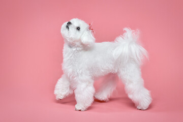 charming little Maltese lapdog. photo shoot in the studio on a pink background