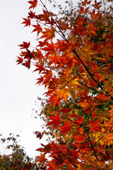 red autumn leaves
