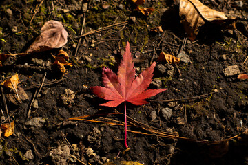 autumn leaves on the ground