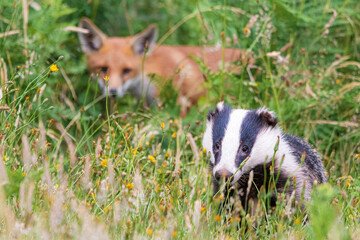 badger and fox