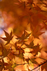 autumn leaves background