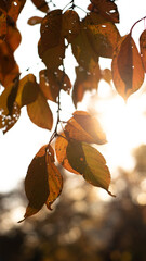 autumn leaves on water